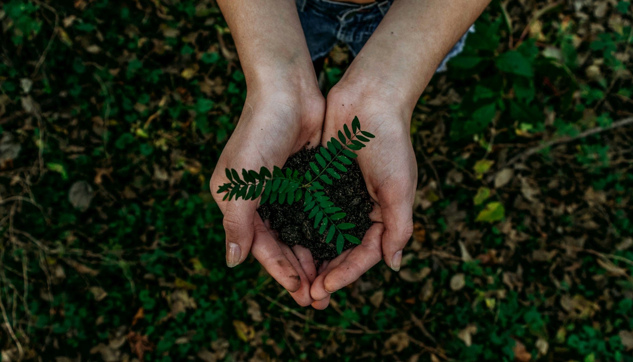 Hands holding a small plant seedling in soil