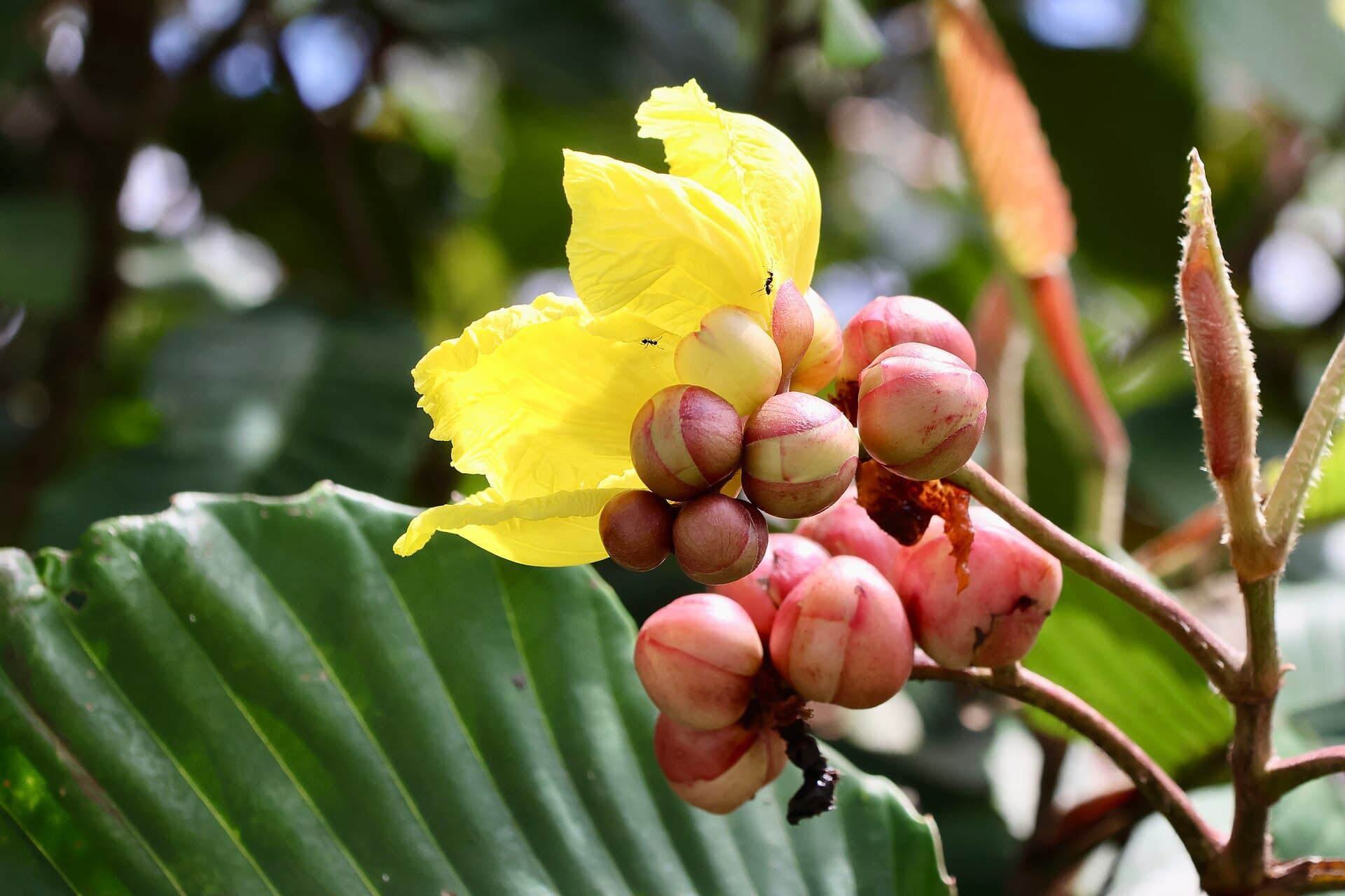 A flowering rainforest plant in the Labi biodiversity corridor